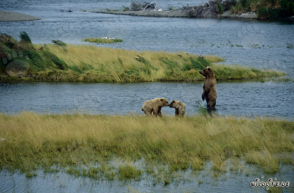 Osa parda con sus crías en el pintoresco río Brooks en Alaska