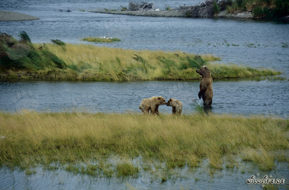 Ourse brune avec ses petits au pittoresque fleuve Brooks en Alaska