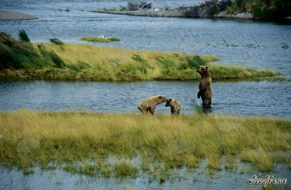 Braunbärin mit ihren niedlichen Jungbären am malerischen Brooks River in Alaska