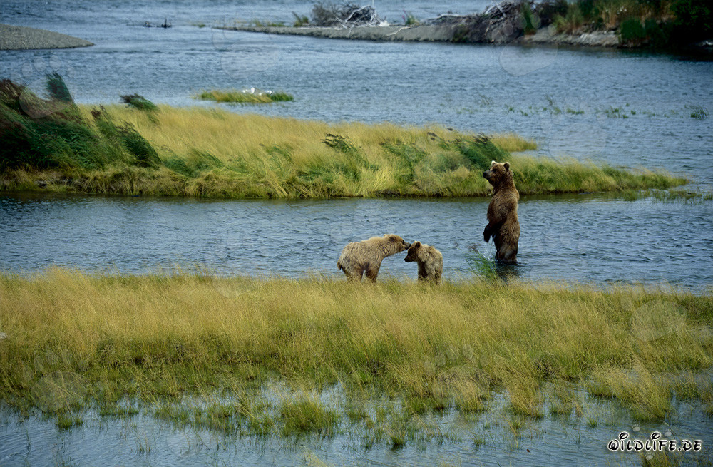 Orsa bruna con i suoi adorabili cuccioli sul pittoresco fiume Brooks in Alaska