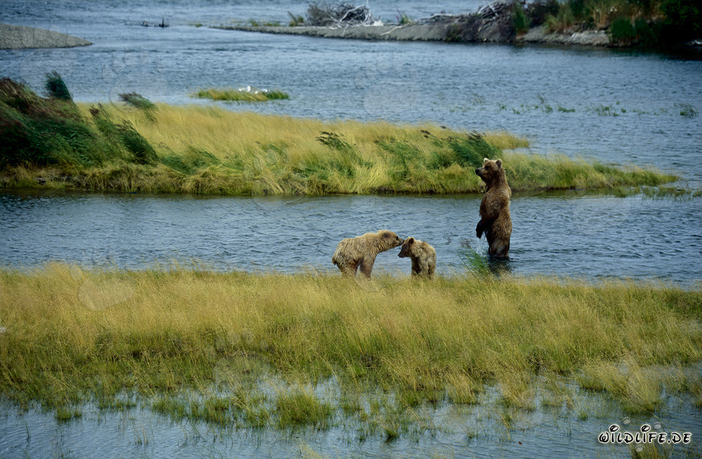 Osa parda con sus adorables ositos en el pintoresco río Brooks en Alaska