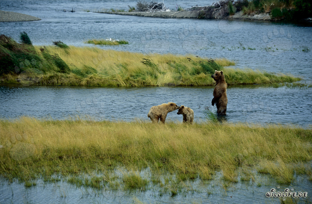 Ourse brune avec ses adorables oursons sur la pittoresque rivière Brooks en Alaska