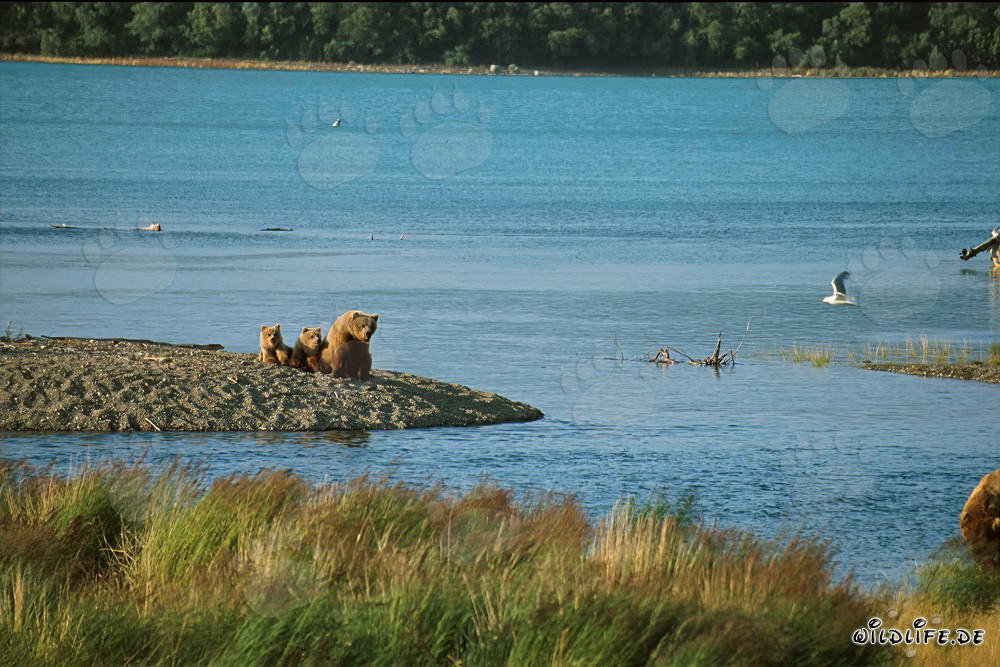 Braunbärenfamilie am idyllischen Flussufer in Alaska