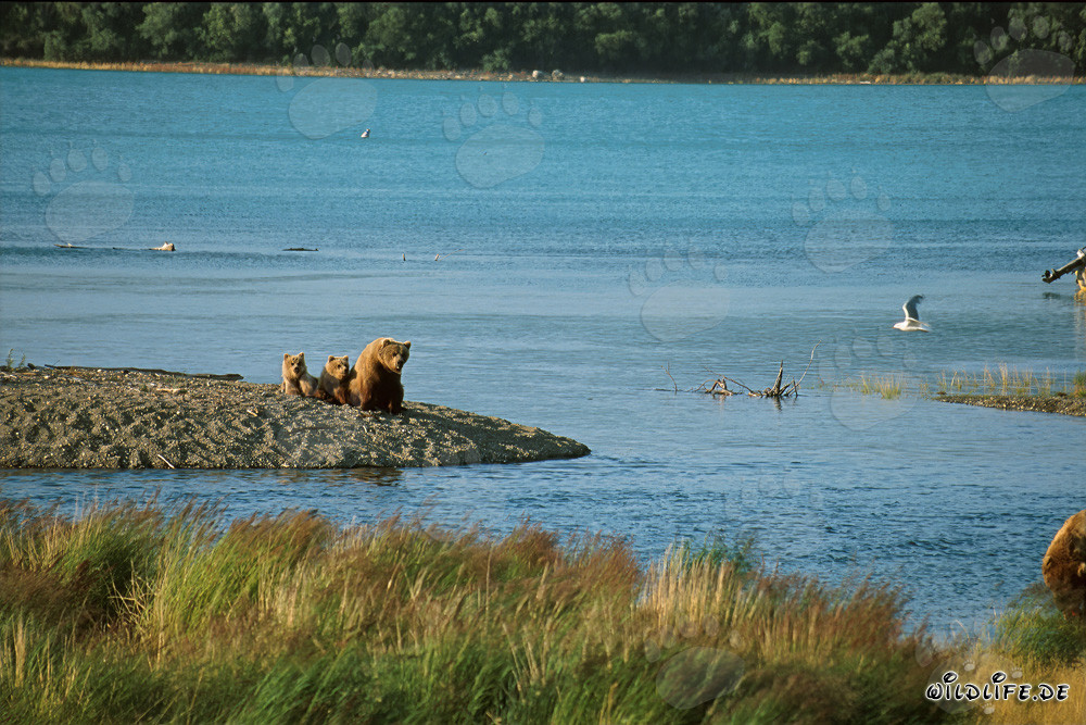 Famiglia di orsi bruni sulla riva idilliaca del fiume in Alaska