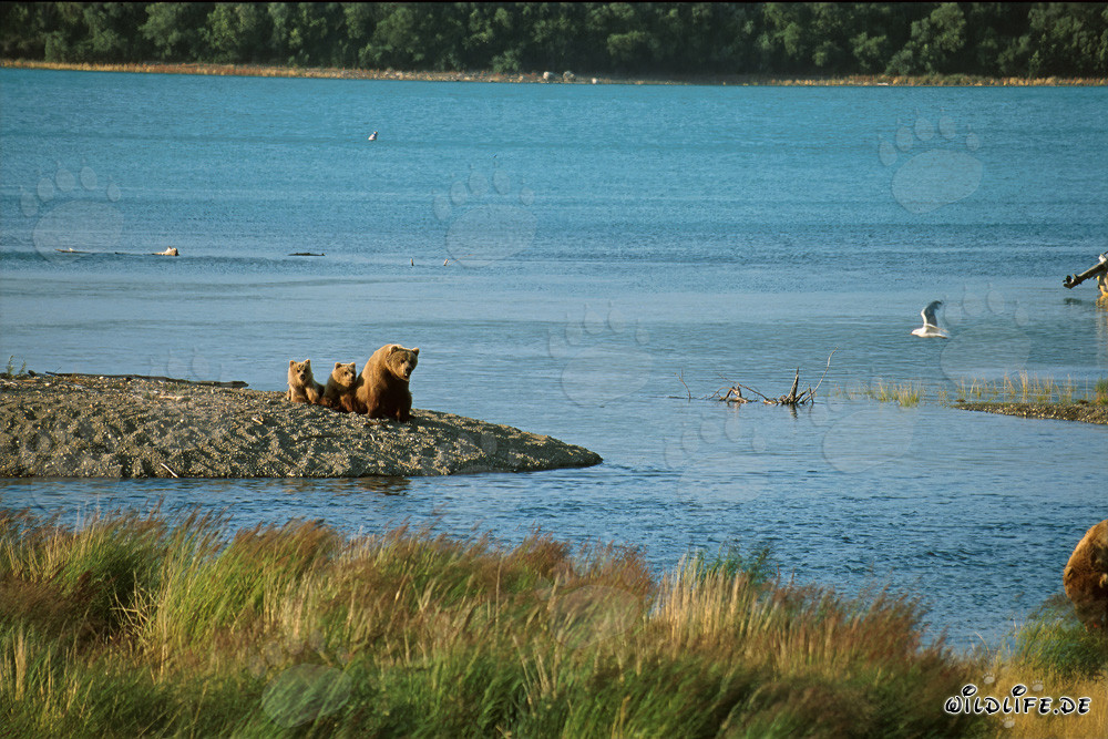 Familia de osos pardos en la idílica orilla del río en Alaska