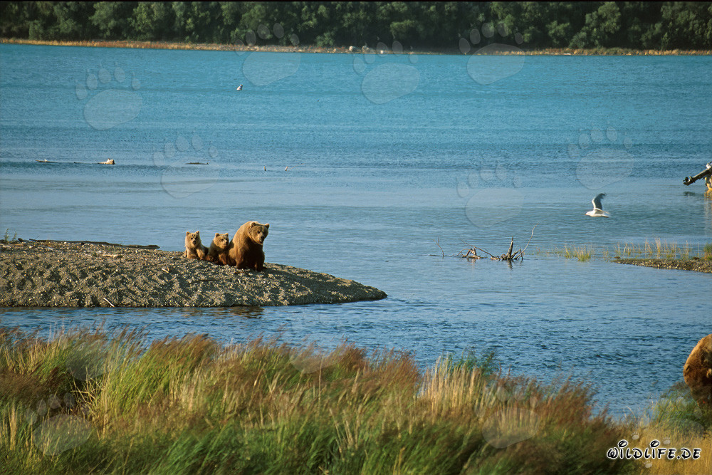 Famille d'ours bruns au bord idyllique de la rivière en Alaska