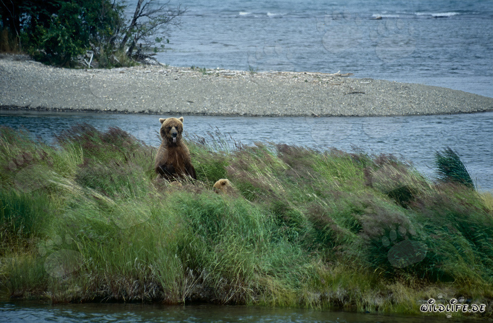 Braunbärin mit Jungbär am Brooks River in Alaska beobachten