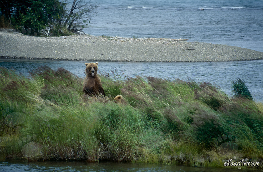 Observing Brown Bear with Cub at Brooks River in Alaska