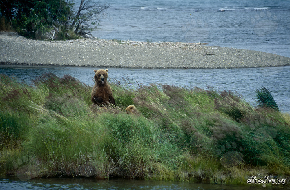 Osservare una mamma orsa bruna con il suo cucciolo al Brooks River in Alaska