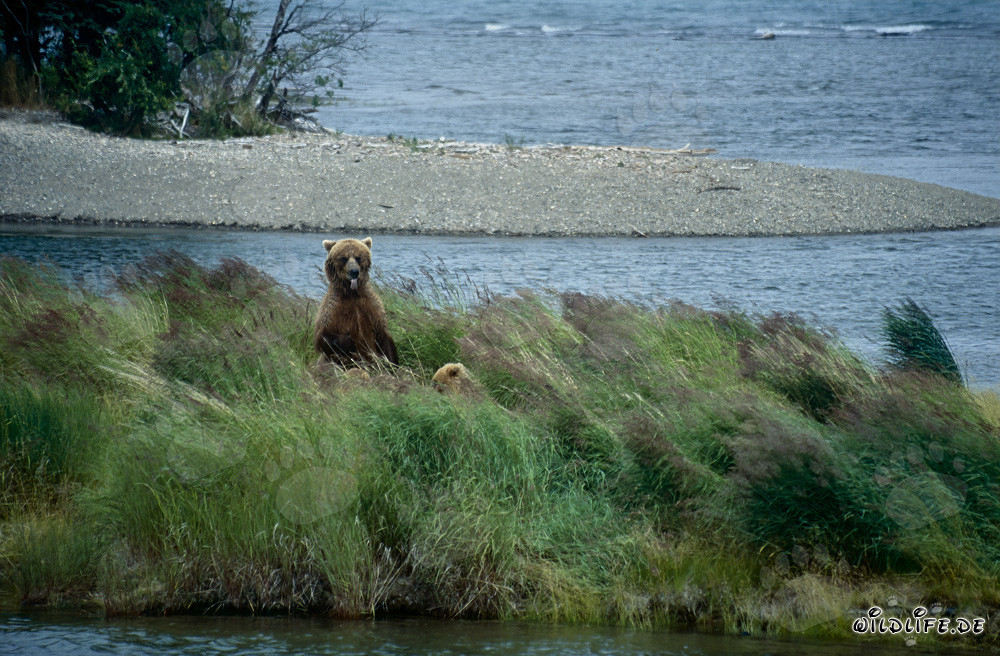 Observar una osa parda con su osezno en el río Brooks en Alaska