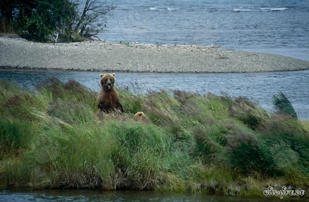Observer une ourse brune avec son ourson au Brooks River en Alaska