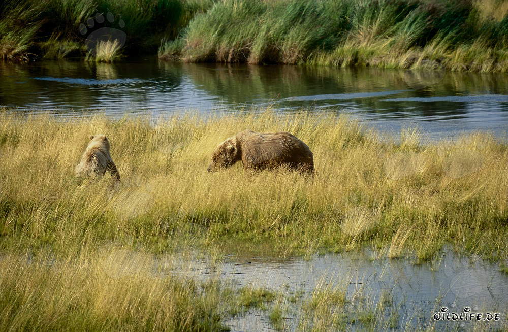 Brown Bear with Cub at Brooks River - Majestic Wildlife in the Alaskan Wilderness