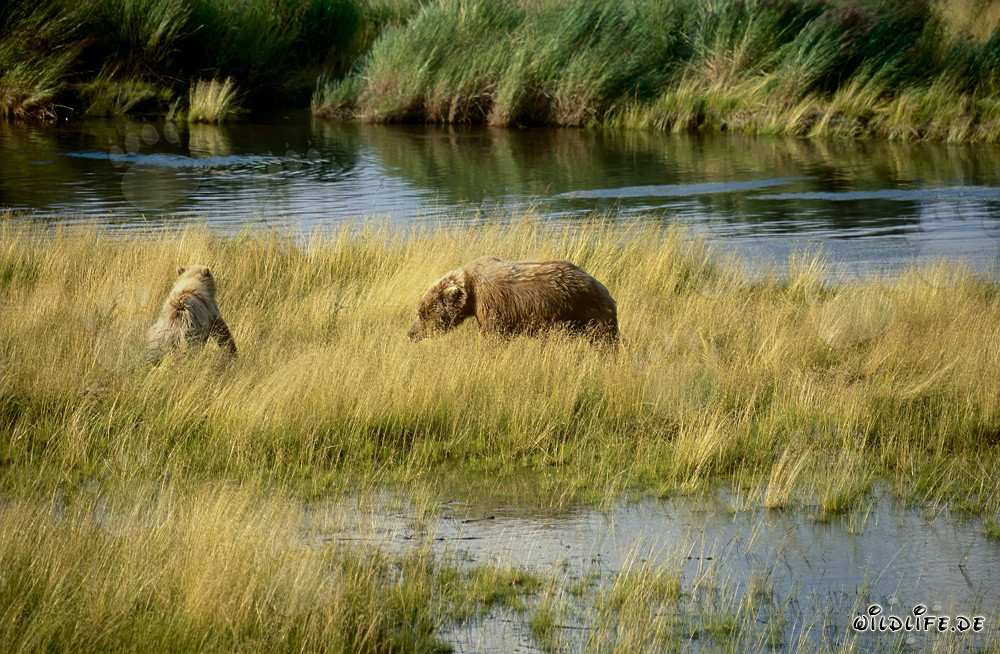 Orsa bruna con orsetto al Brooks River - Animali maestosi nella natura selvaggia dell'Alaska