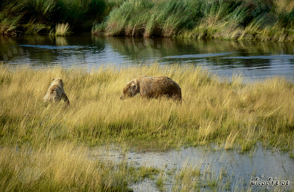Ourse brune avec ourson au Brooks River - Animaux majestueux dans la nature sauvage de l'Alaska