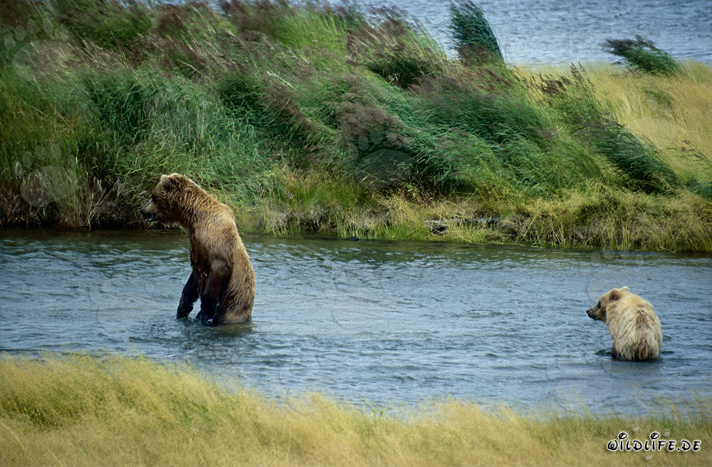 Orsa bruna con orsetto al Brooks River in Alaska
