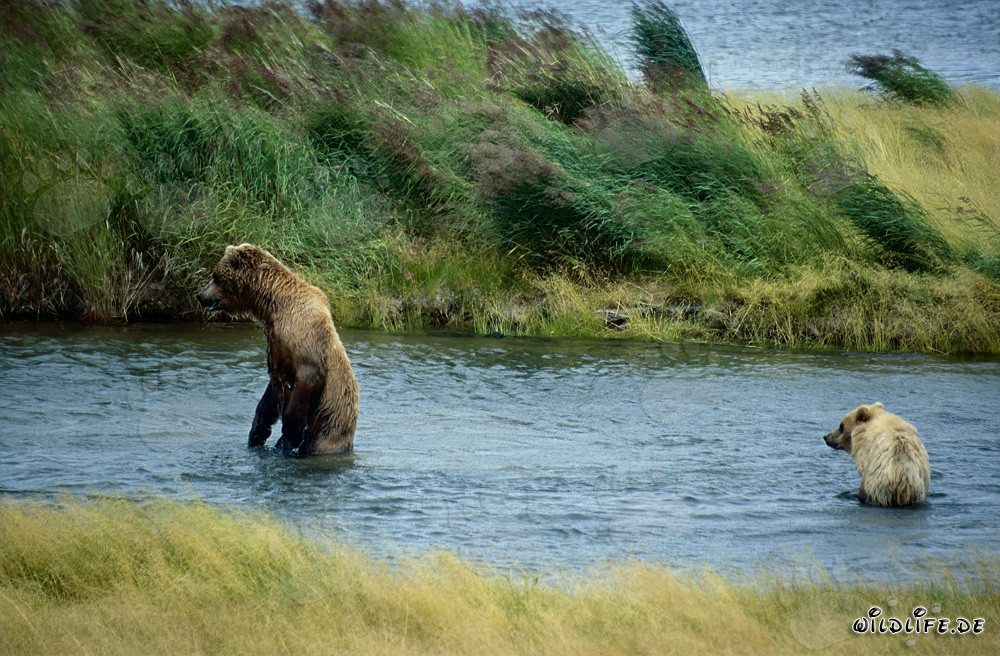 Ourse brune avec ourson au Brooks River en Alaska