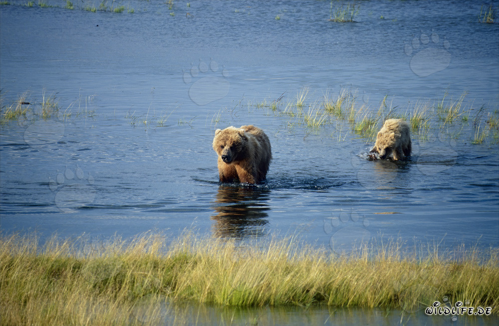 Braunbärin mit Jungbär am malerischen Brooks River in Alaska