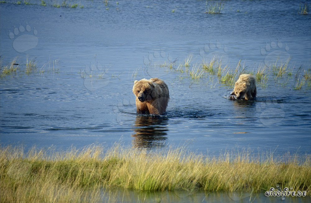 Brown bear with cub at the picturesque Brooks River in Alaska