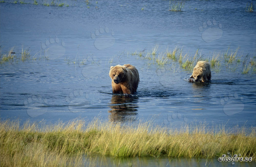 Orsa bruna con cucciolo sul pittoresco fiume Brooks in Alaska