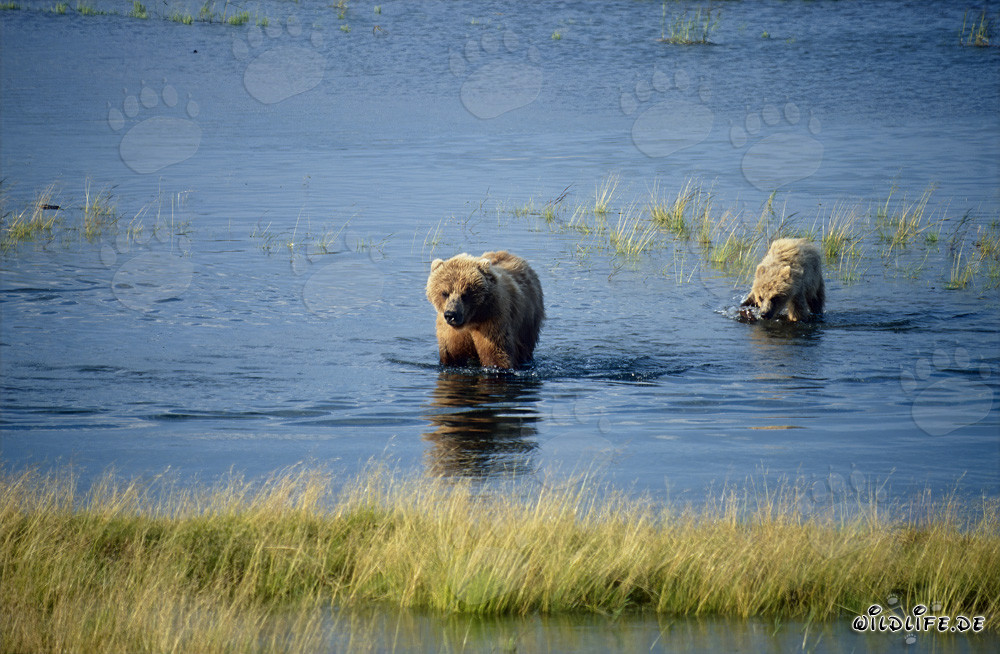 Ourse brune avec son ourson au pittoresque fleuve Brooks en Alaska