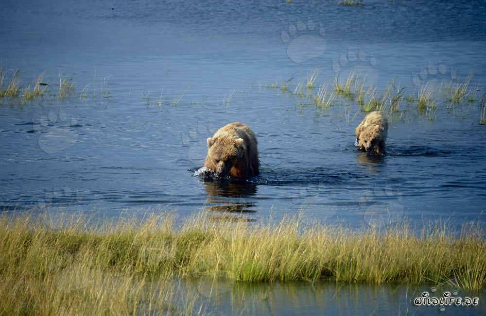 Braunbärin mit Jungbären am Brooks River in Alaska