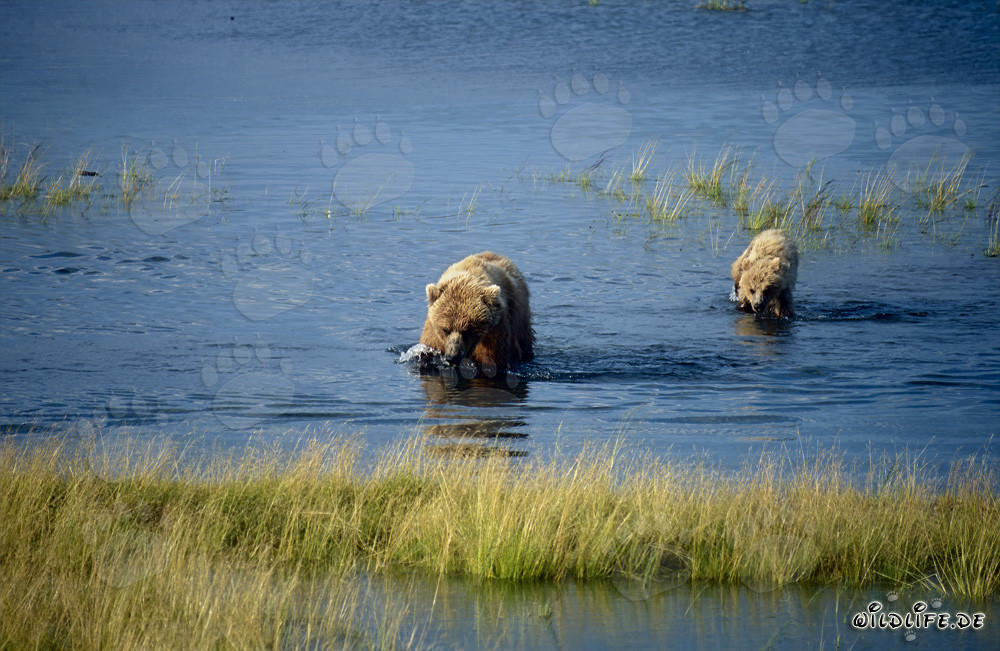 Brown bear with cubs at Brooks River in Alaska
