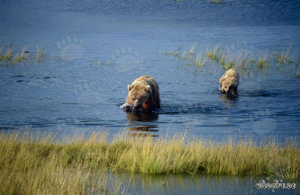 Osa parda con crías en el río Brooks en Alaska
