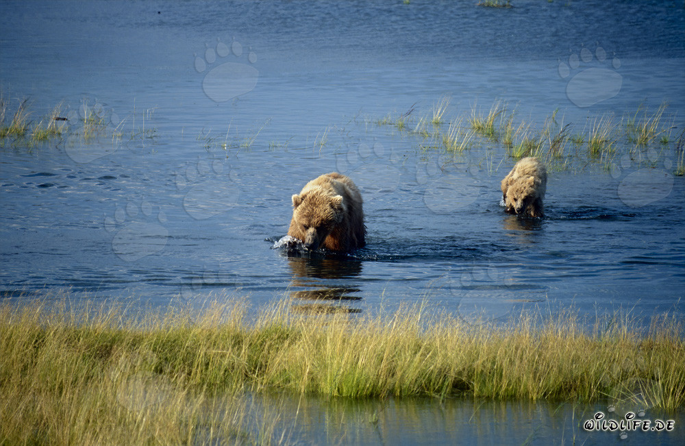 Ourse brune avec oursons au Brooks River en Alaska