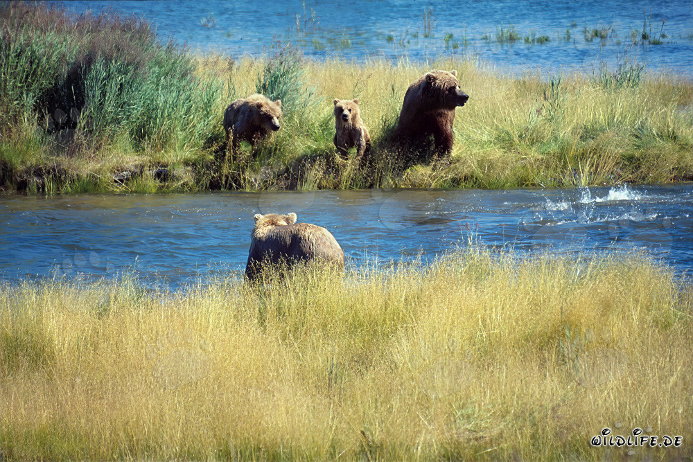 Danger for the Brown Bear Family in Alaska