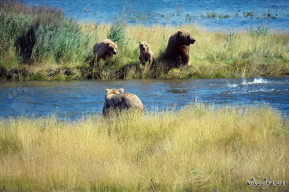 Gefahr für die Braunbärenfamilie in Alaska