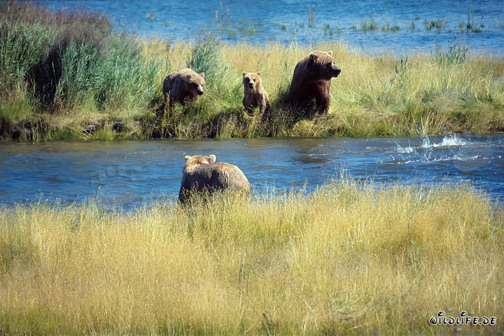 Peligro para la familia de osos pardos en Alaska