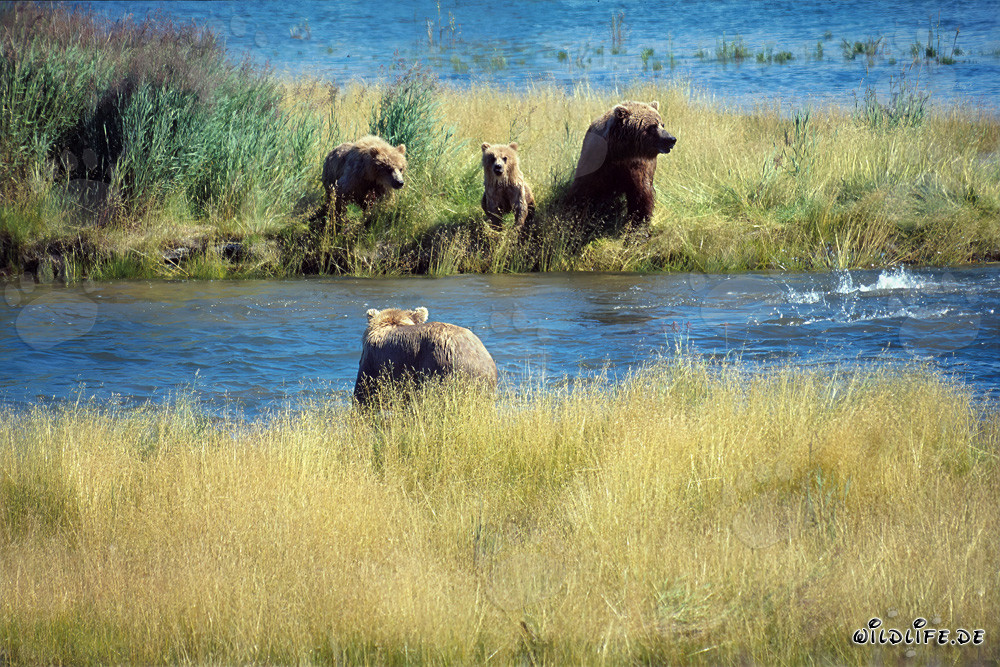 Pericolo per la famiglia di orsi bruni in Alaska
