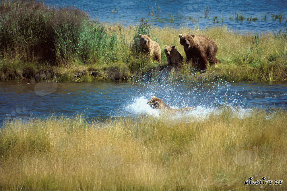 Amenazante oso pardo en el río Brooks, Parque Nacional Katmai, Alaska