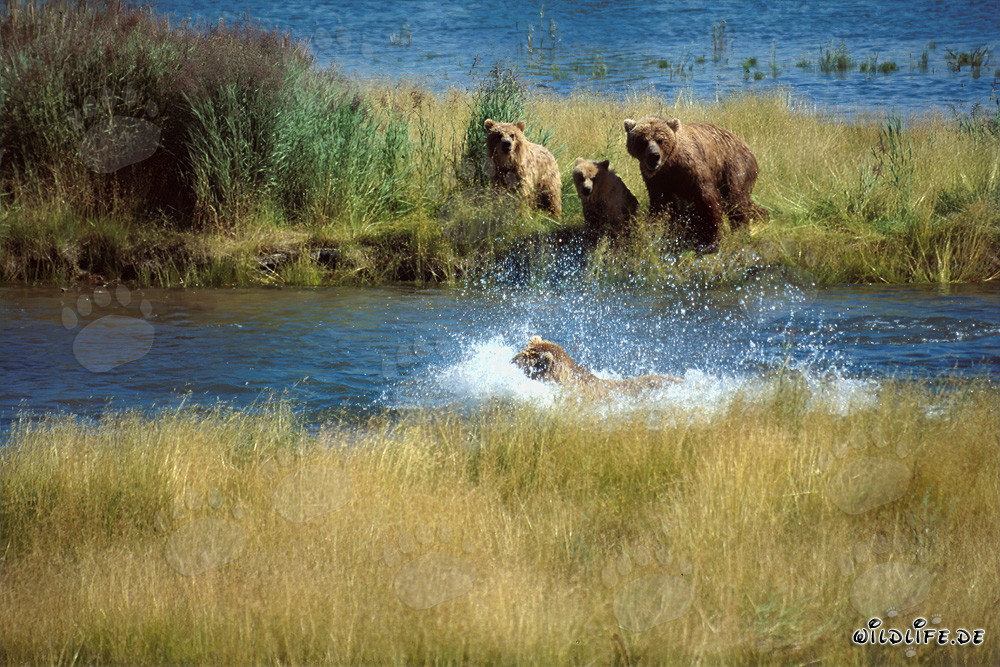 Bedrohlicher brauner Bär am Brooks River, Katmai Nationalpark, Alaska
