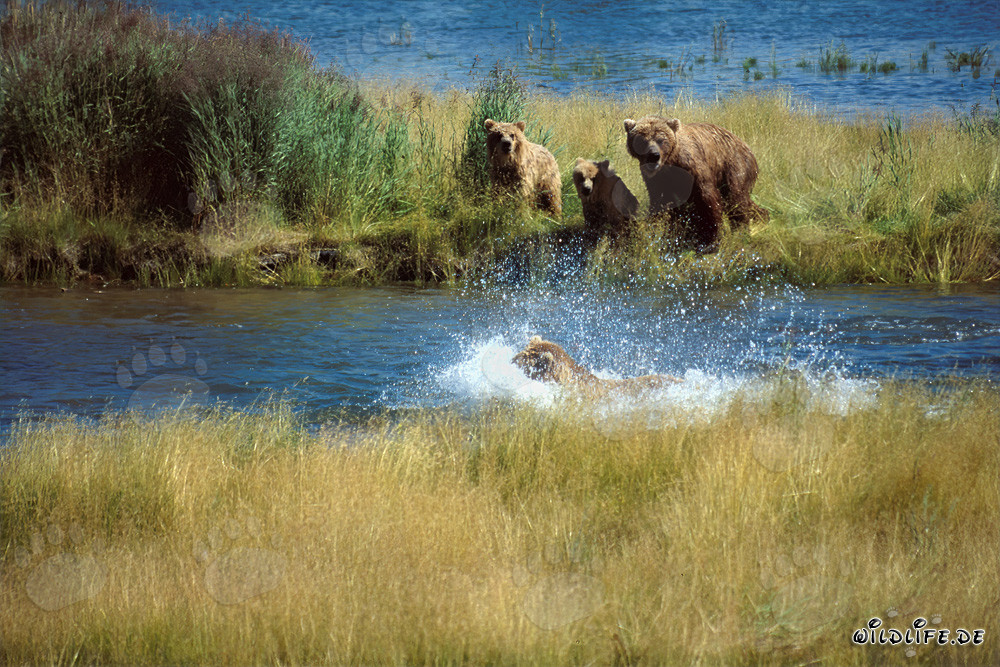 Orso bruno minaccioso al fiume Brooks, Parco nazionale di Katmai, Alaska