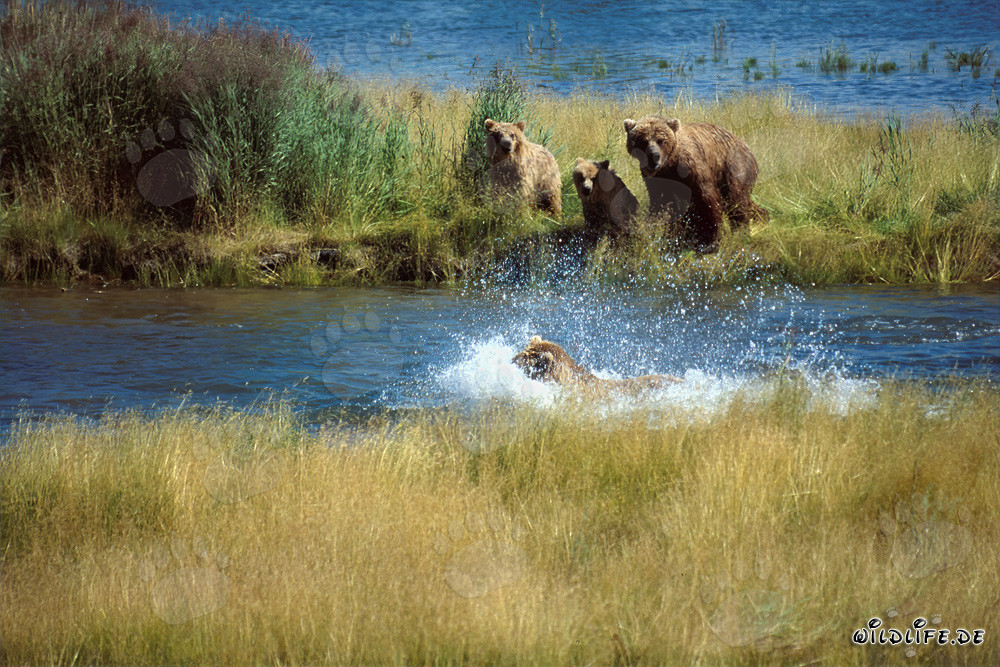 Ours brun menaçant à la rivière Brooks, parc national de Katmai, Alaska