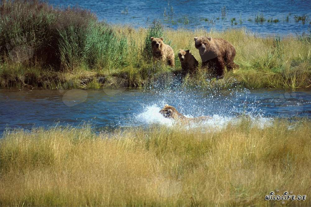 Threatening brown bear at Brooks River, Katmai National Park, Alaska