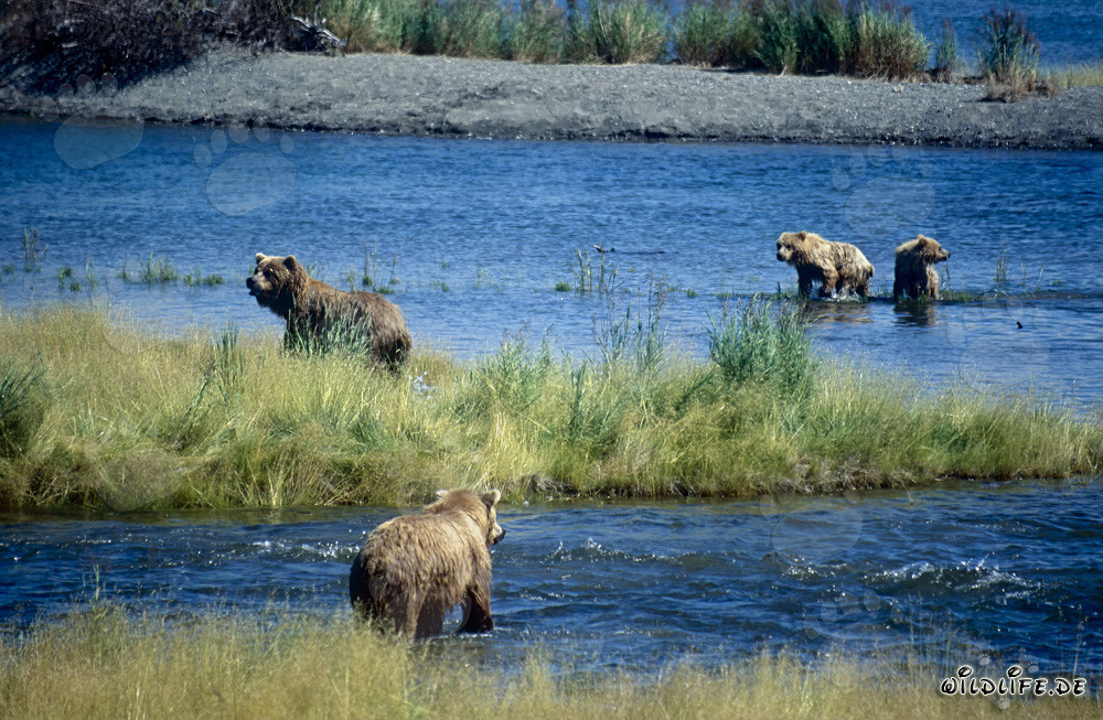 Braunbärin und ihre Jungbären am Brooks River Wasserfall in Alaska in Gefahr