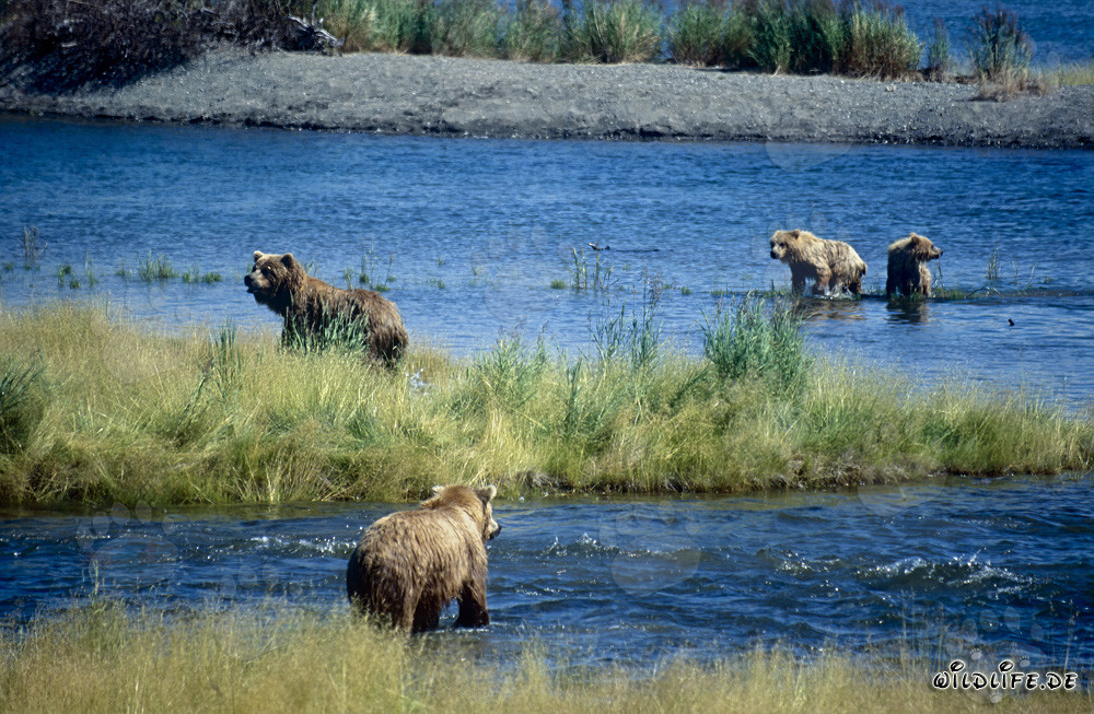 Brown bear and her cubs at Brooks River waterfall in Alaska in danger
