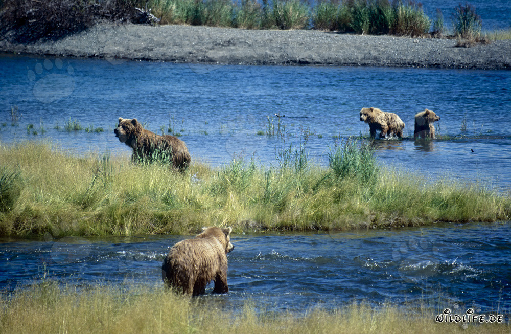 Osa parda y sus ositos en la cascada del río Brooks en Alaska en peligro