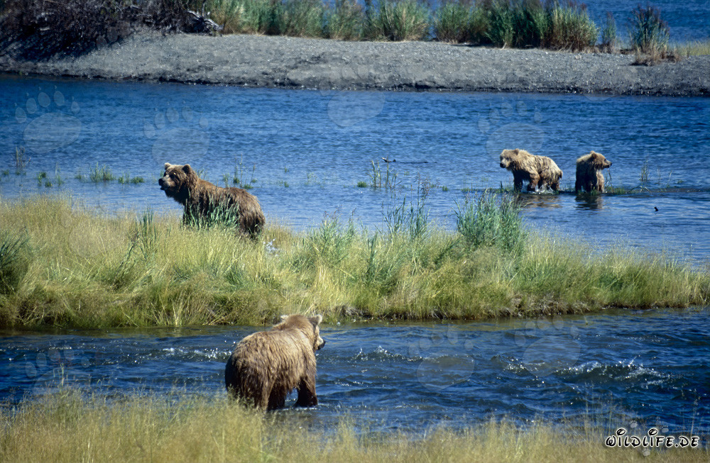 Ourse brune et ses oursons au cascade de la rivière Brooks en Alaska en danger