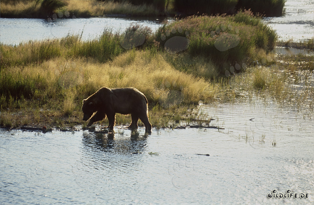 Young brown bear searching for salmon at Naknek Lake