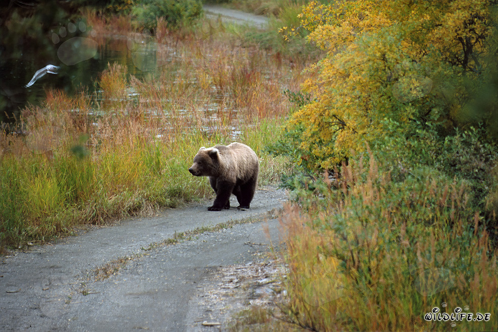 Jungbär auf Entdeckungstour am Brooks River in Alaska