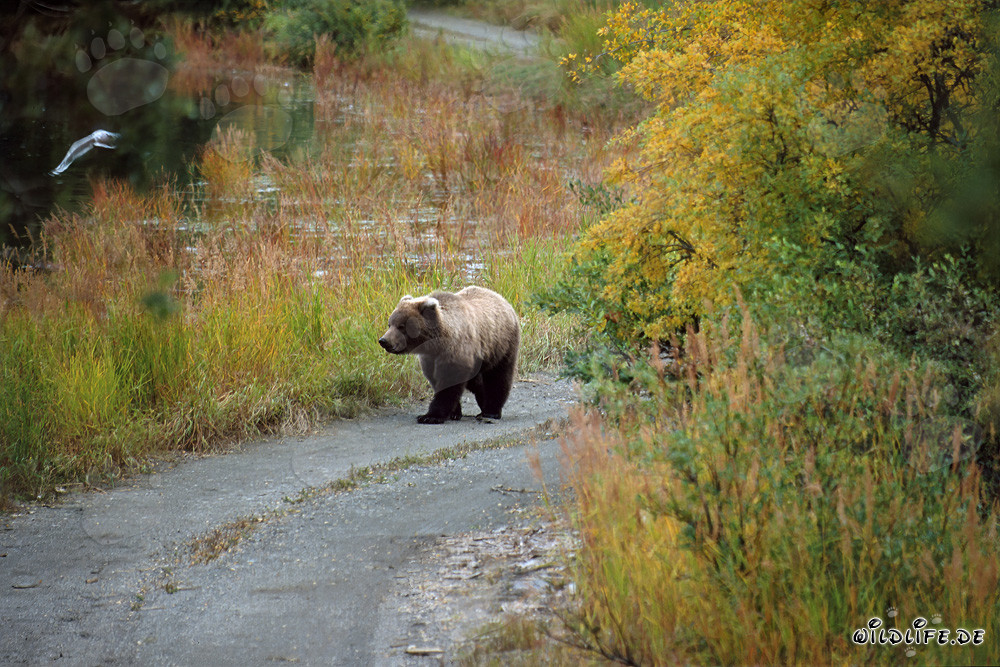 Orsetto in esplorazione lungo il fiume Brooks in Alaska