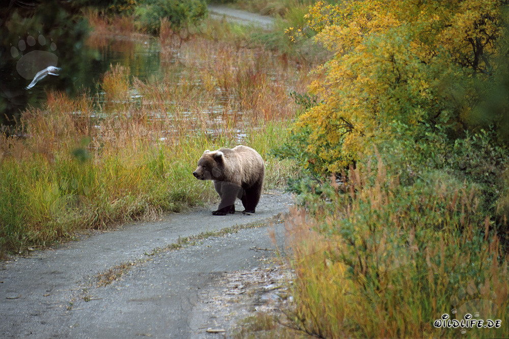 Osezno explorando en el río Brooks en Alaska