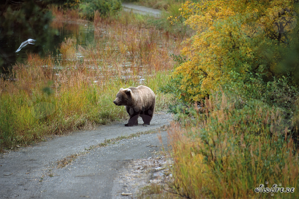 Ourson en exploration le long de la rivière Brooks en Alaska