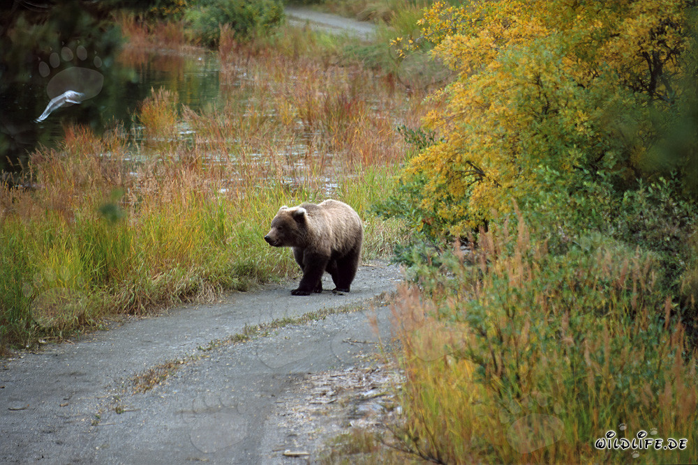 Young bear exploring the Brooks River in Alaska