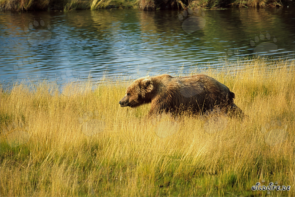 Braunbär auf der Lachssuche im hohen Flußgras