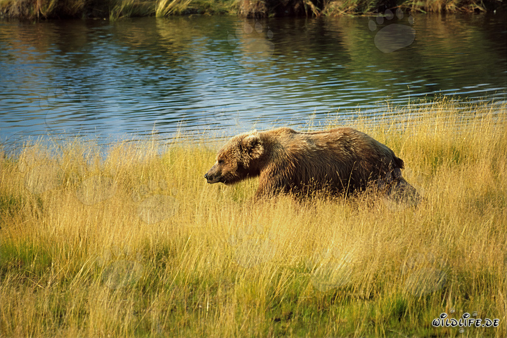 Brown bear searching for salmon in the high river grass