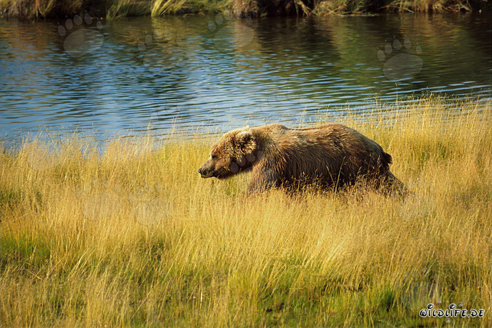 Orso bruno in cerca di salmoni nell'alta erba del fiume
